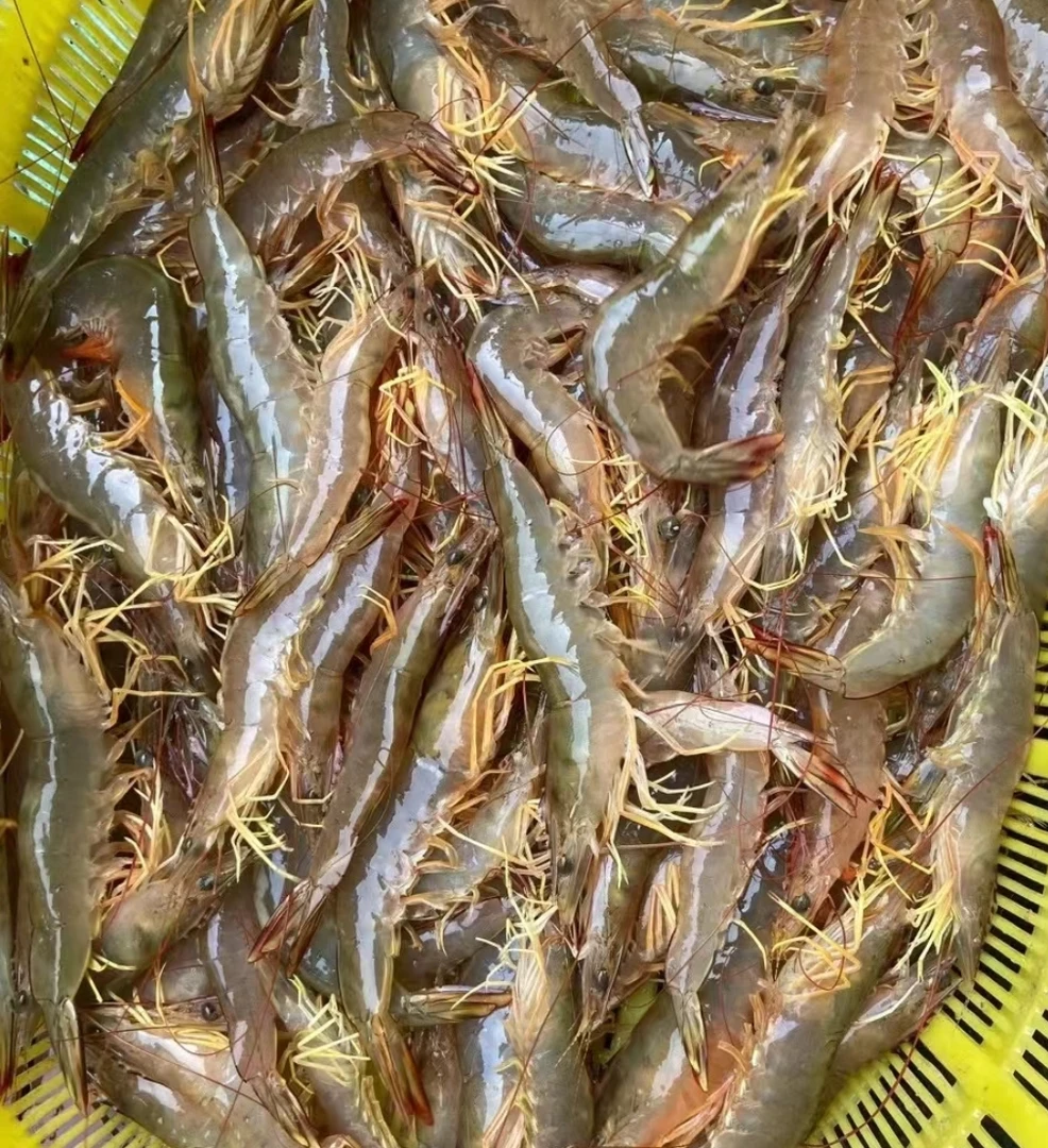 1斤鲜活明虾