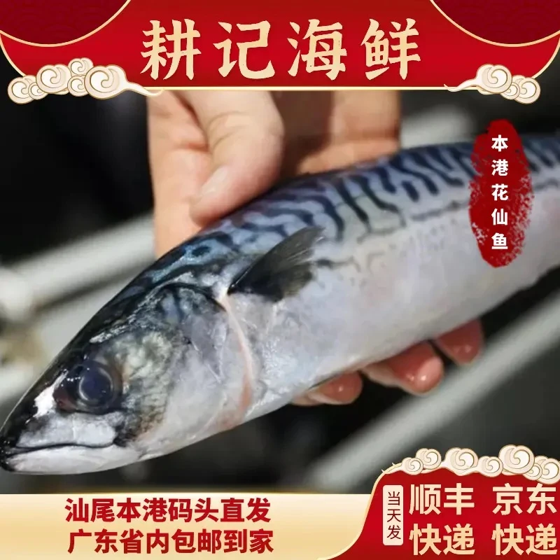 广东汕尾港水产发货 灯照野生花仙鱼  当天捕捞冷冻