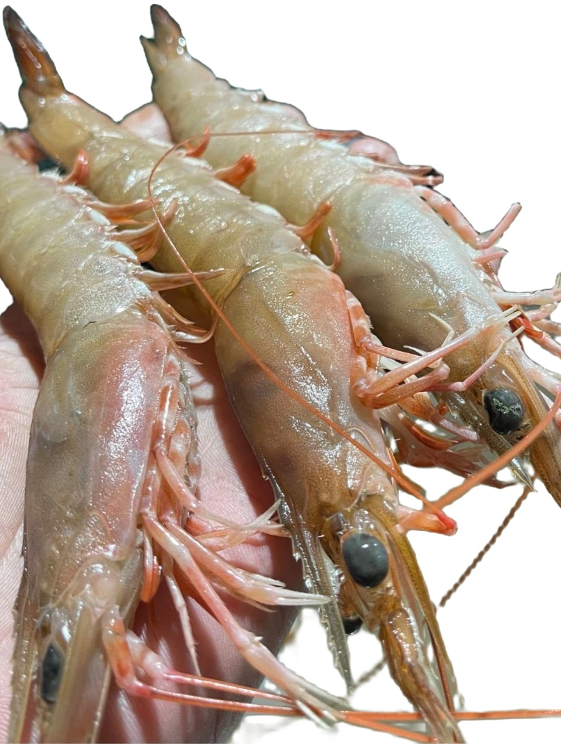 纯天然海捕野生 沙芦虾（麻虾） 汕尾本港捕捞 产地直发冷链包邮