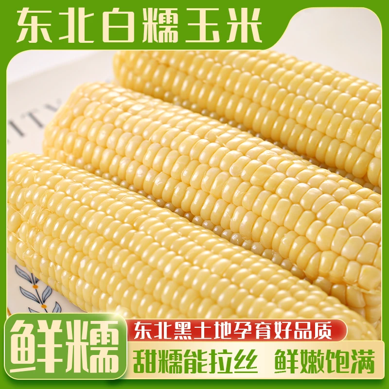 【宝晟金秋】24年头茬精选锡箔纸真空包装白糯玉米每棒在300g左右F