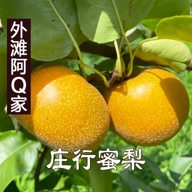 外滩阿Q家上海庄行蜜梨早生新水200*12只包邮奉贤特产非翠冠梨