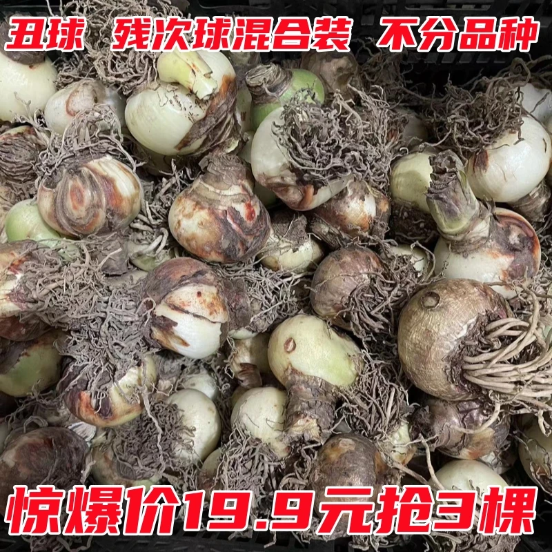 丑球 残次球混合装 不分品种 19.9元抢3棵  十几款品种混合