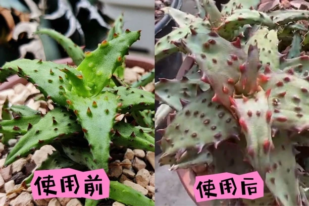 养产地状态，用智利硼钙