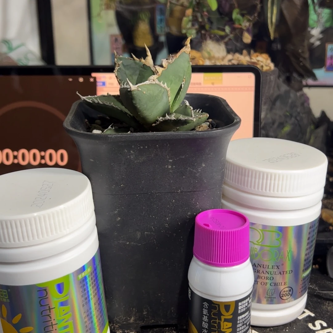 狼人龙舌兰植物养护哈哈哈哈哈