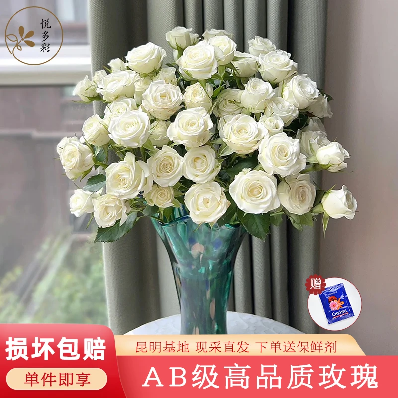 悦多彩【AB级稀有多头玫瑰】情人节礼物基地直发水养插鲜切花插花