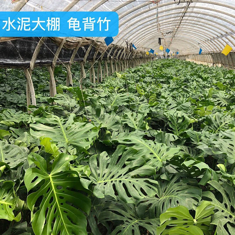 基地一物一拍  8-10年老桩龟背竹家居生长植株