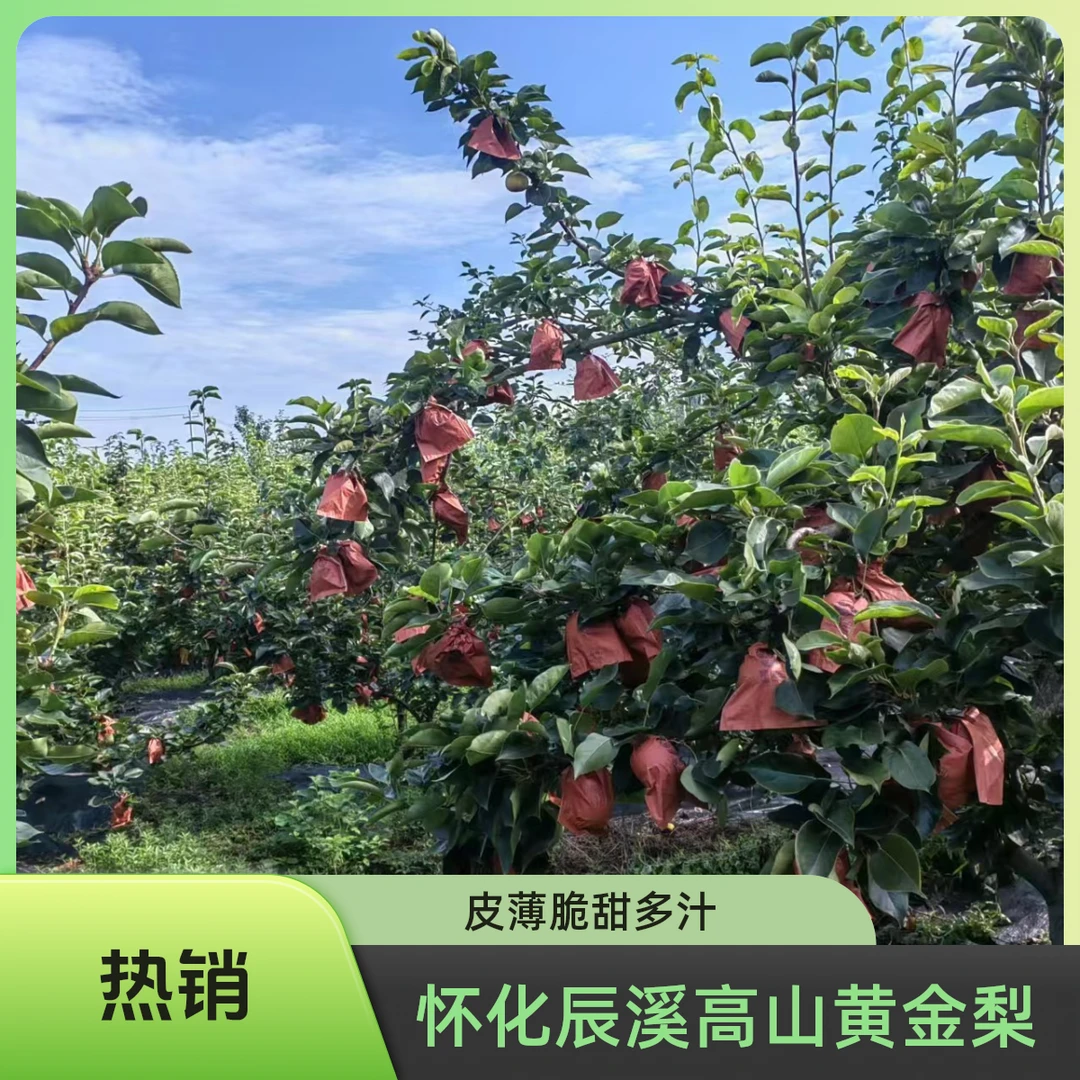 【辰溪黄金梨】怀化辰溪高山黄金梨皮薄脆甜多汁