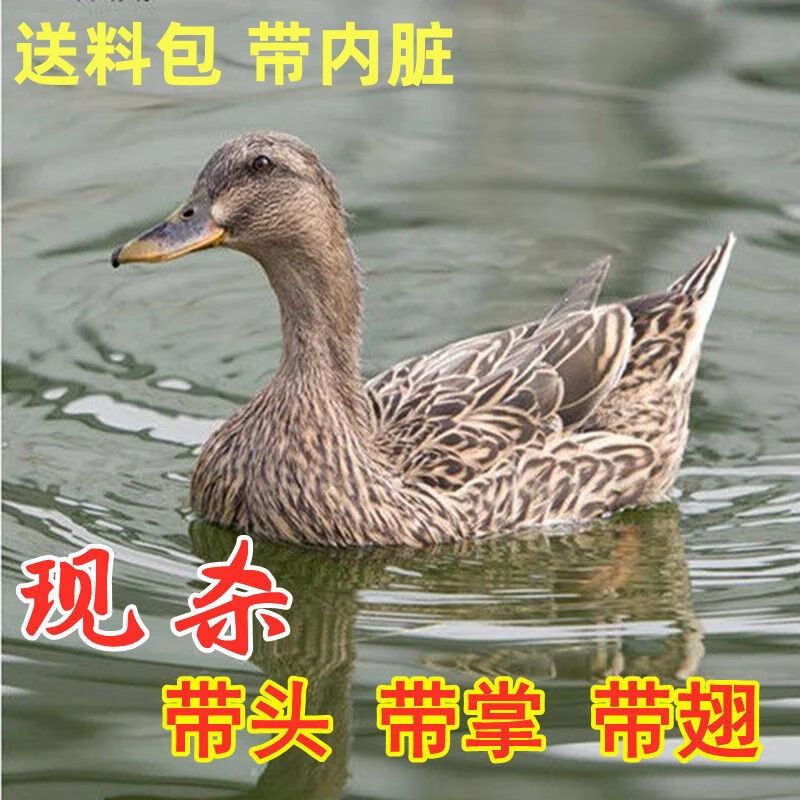 【4年老鸭】农村水库放养水鸭老鸭毛重8斤净重5-6斤