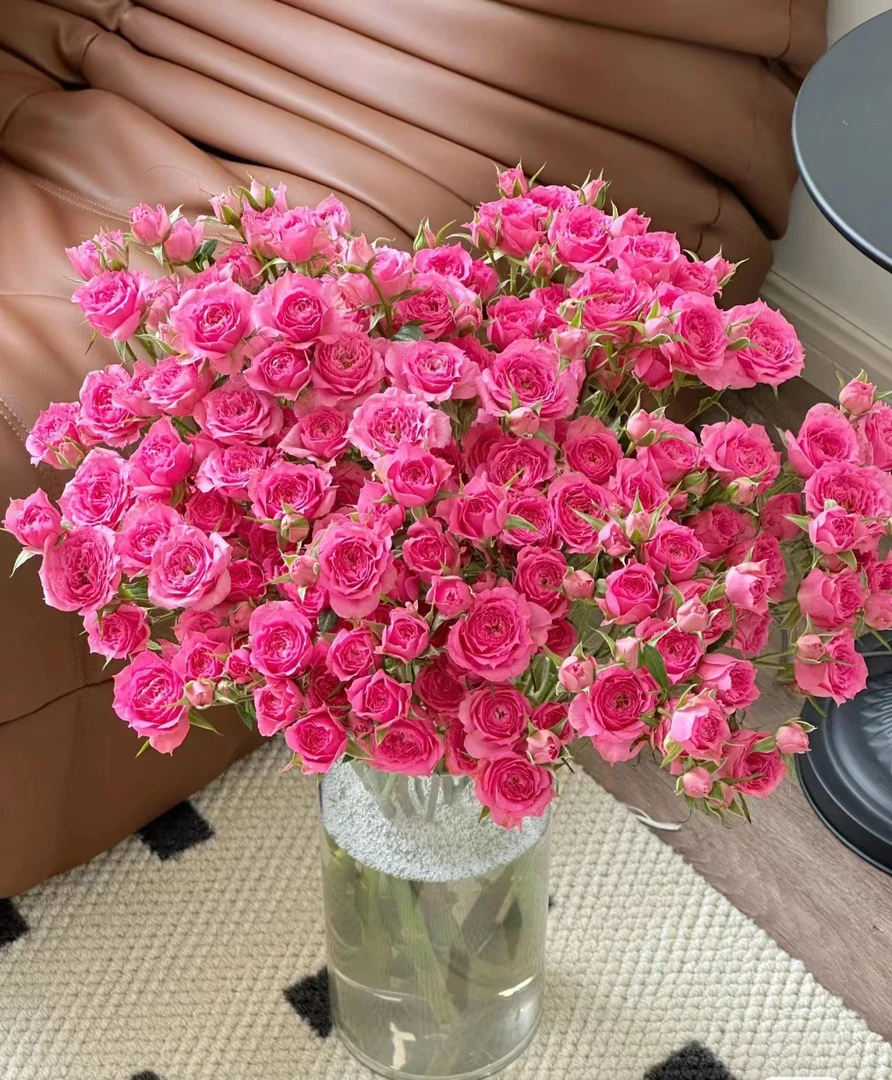 【如熙臻品】苏菲宝贝 多头玫瑰