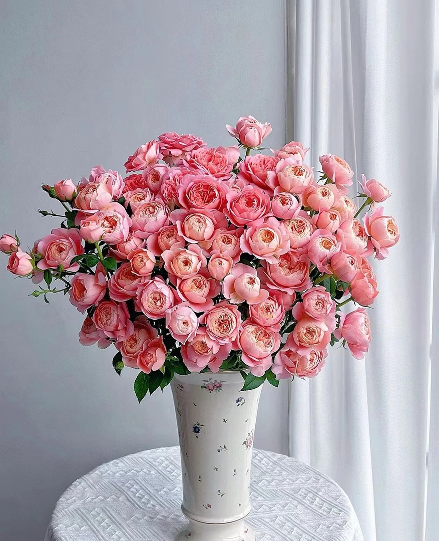 【如熙臻品】蜜桃汁阳台-多头玫瑰(注意:特殊花材,一定带包装醒花!)