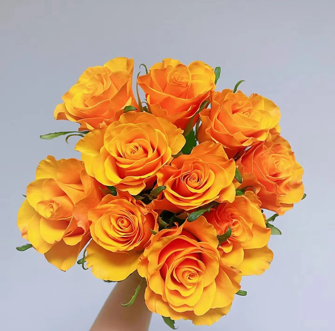 【如熙臻品】辉煌 ---  单头玫瑰（注意：收到带包装醒花哦！）