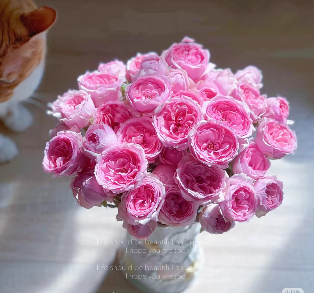 【如熙臻品】草莓变色龙 --- 稀有多头玫瑰（收到一定带包装醒花哦！）