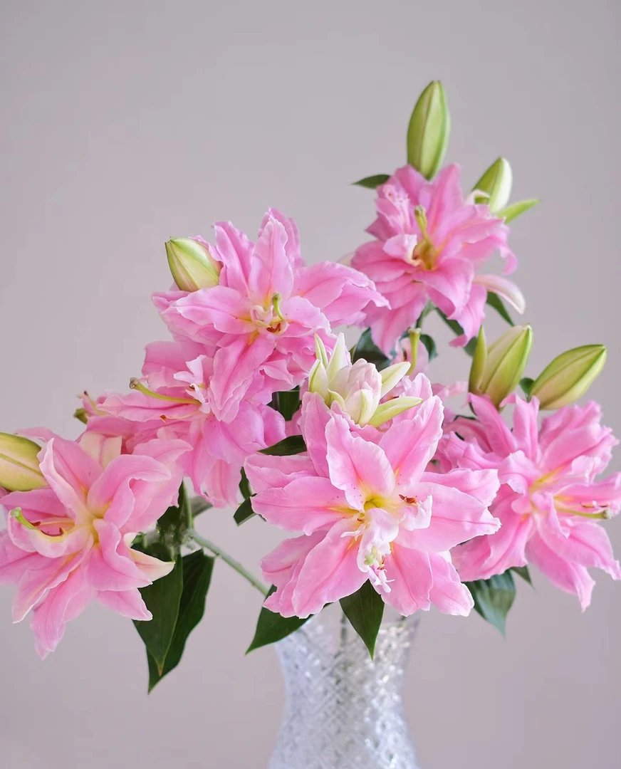 【如熙臻品】多头优妮格    重瓣百合