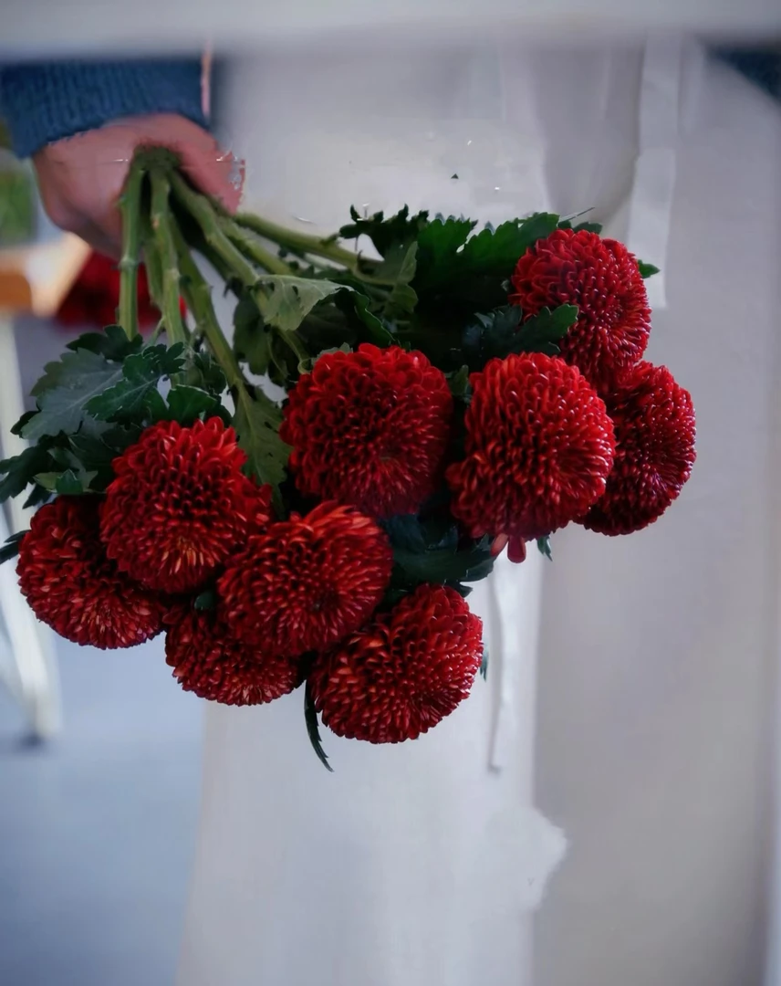 【如熙臻品】复古巧克力  -  乒乓菊（实物更优秀！）