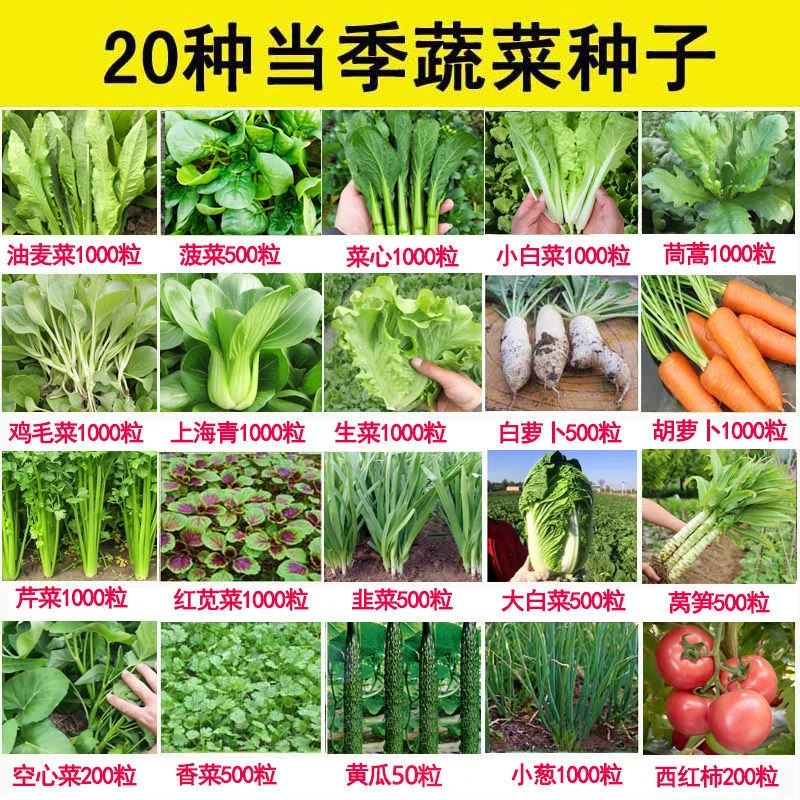 适合夏秋蔬菜丰富套餐四季易种室内阳台盆栽庭院品质种子大全混装