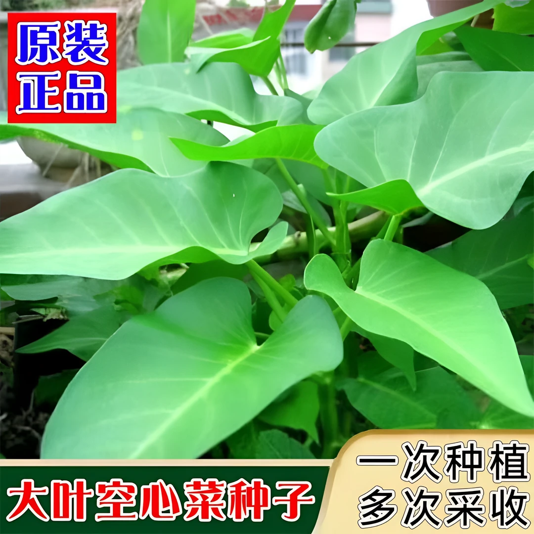 【包邮】大叶空心菜种子生长大叶空心菜生长种阳台庭院盆栽通心产地