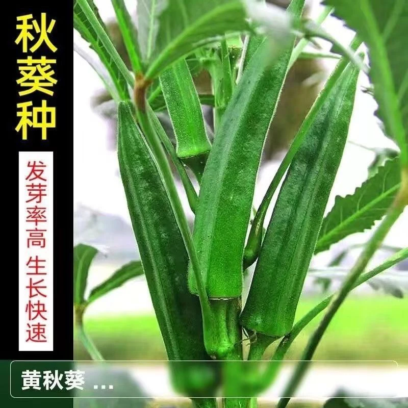 黄水果种植挂果生吃不易老春秋季四季阳台盆栽高产超长水果种孑籽