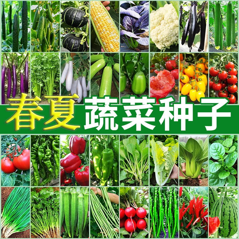 99种蔬菜种子套餐菜养植阳台盆栽绿植易种秋冬季菜园养植星花怒放