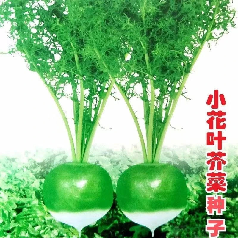 芥菜种子小花叶芥菜种籽辣疙瘩种籽正宗辣菜四季播蔬菜子菜园籽