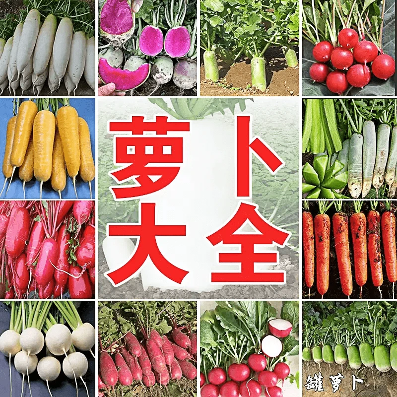 萝卜种子大全胡罗卜水果心里美樱桃萝卜新种春天四季菜园盆栽温室