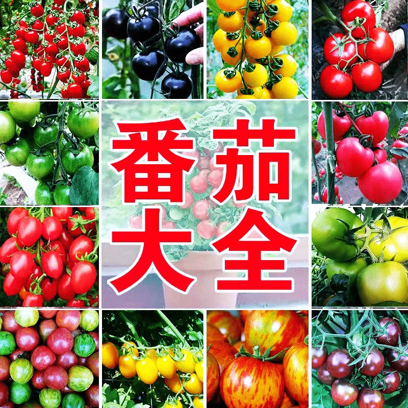 【番茄种子大全】小番茄种子南北方樱桃生长圣女果庭院盆栽蔬菜种子