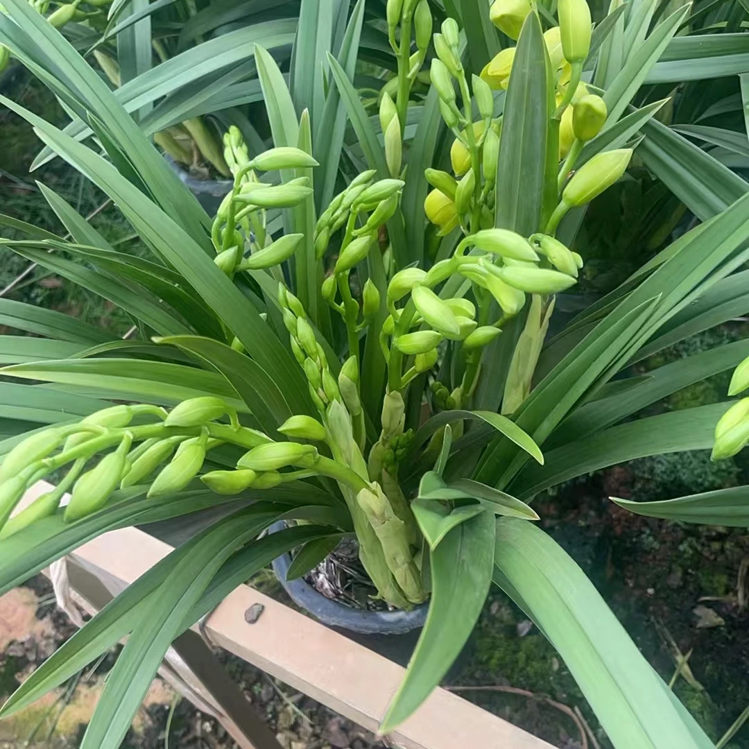 云南大花惠兰清仓处理（不售后）