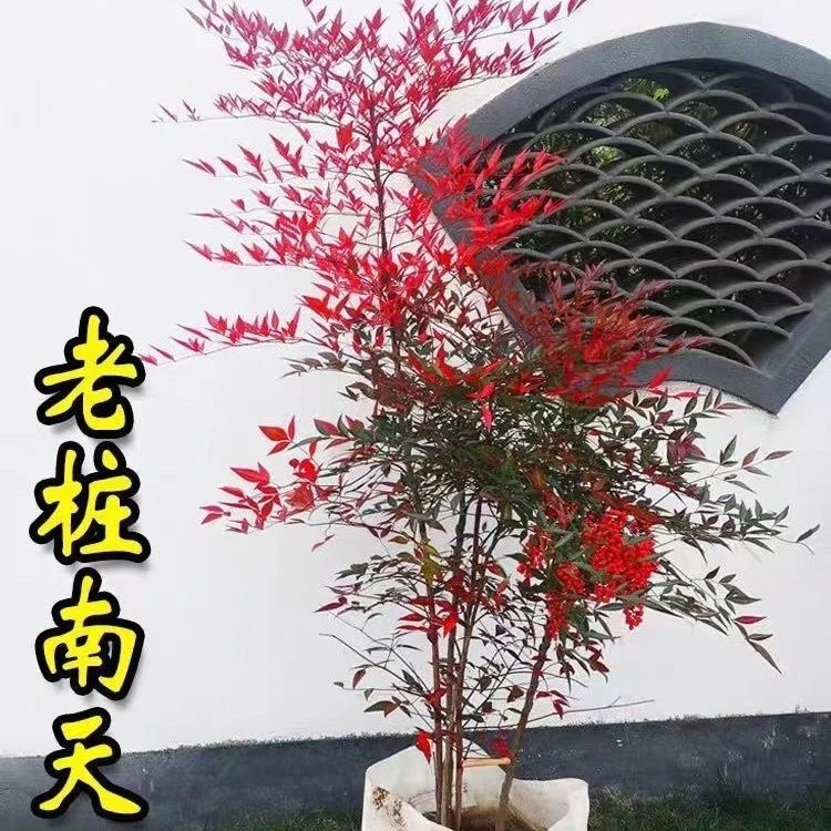 南天竹树苗红天竺盆栽红天竹苗火焰红叶植物耐寒庭院耐寒绿化苗木