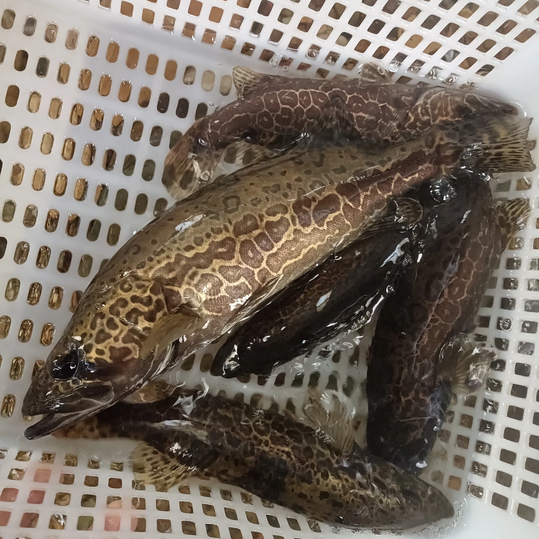 斑鳜老虎鳜鱼圆桶鱖鱼