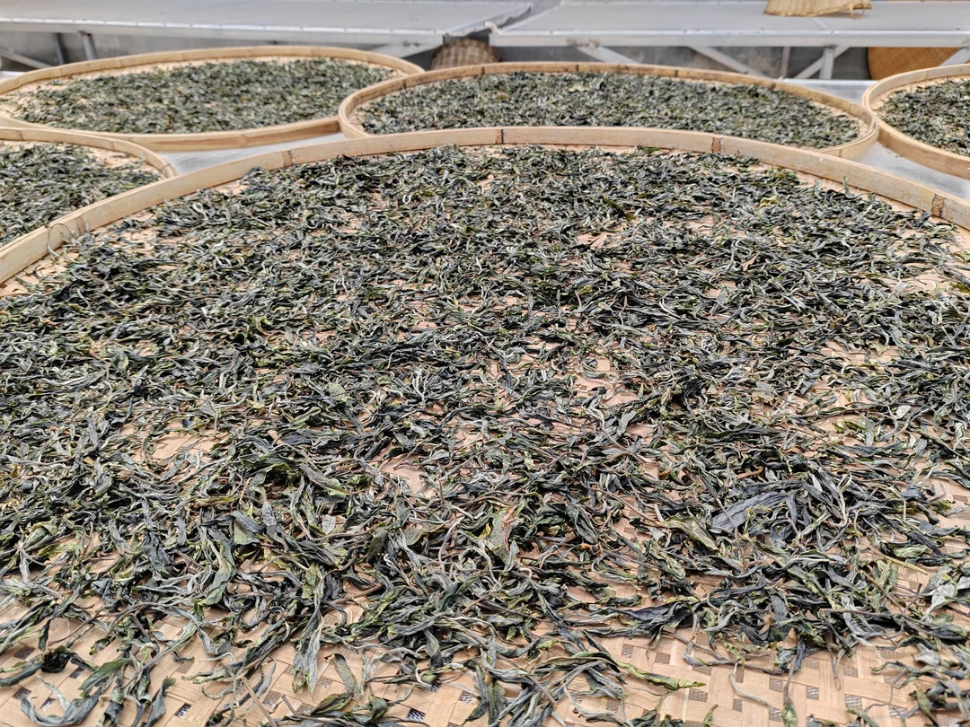 冰岛厂区，黄草林茶王地古树茶生茶，100克500克
