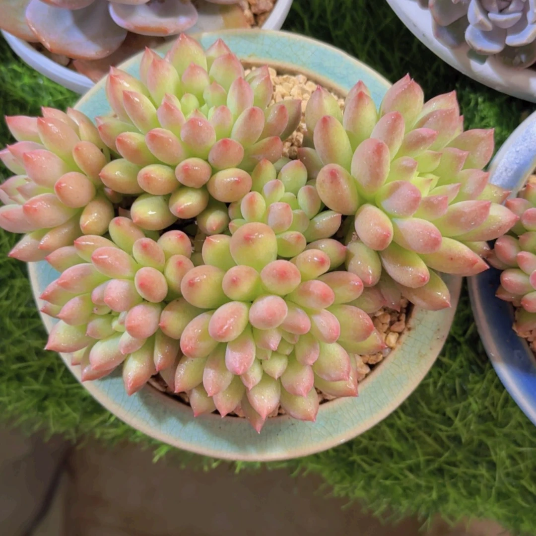 【闪购商品】岩字多肉