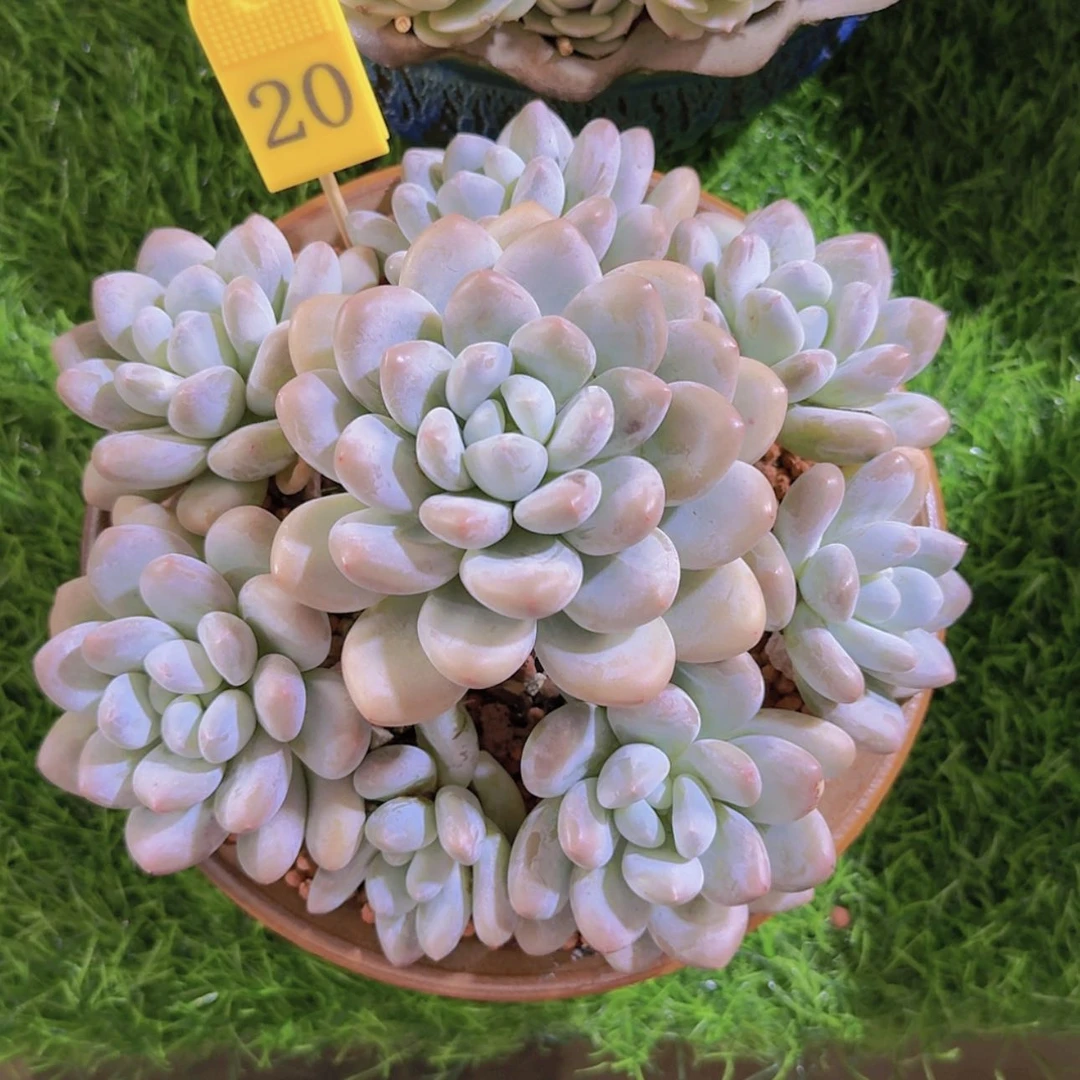【闪购商品】香水捧花