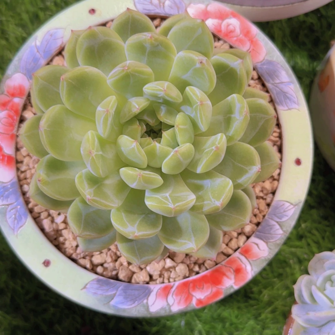 【闪购商品】雪花珍妮