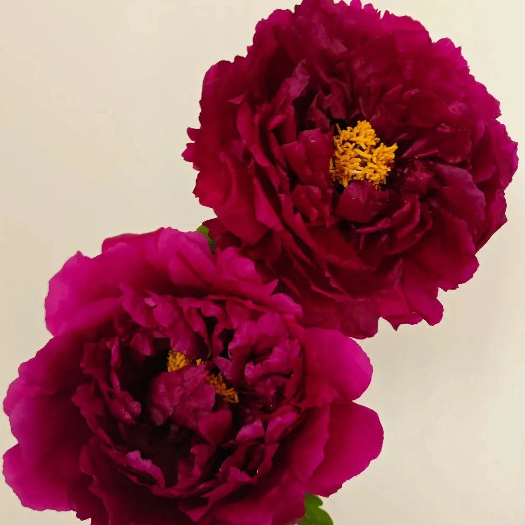 牡丹花【黑红色名贵品种】仅有10棵