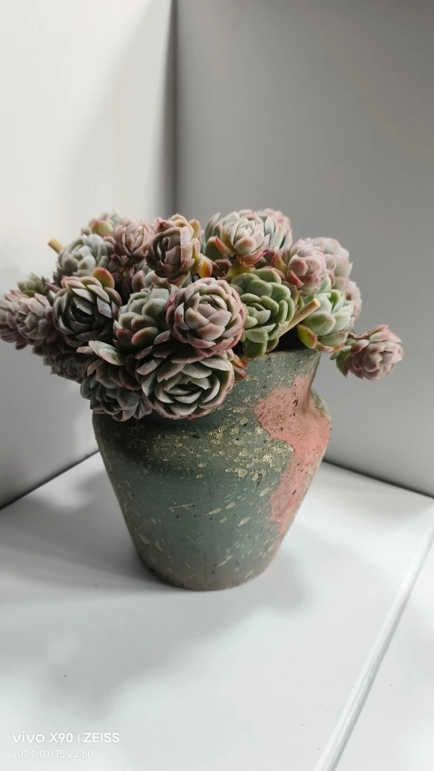 云南多肉老桩耐旱，一物一拍，所见即所得，新疆内蒙西藏不包邮