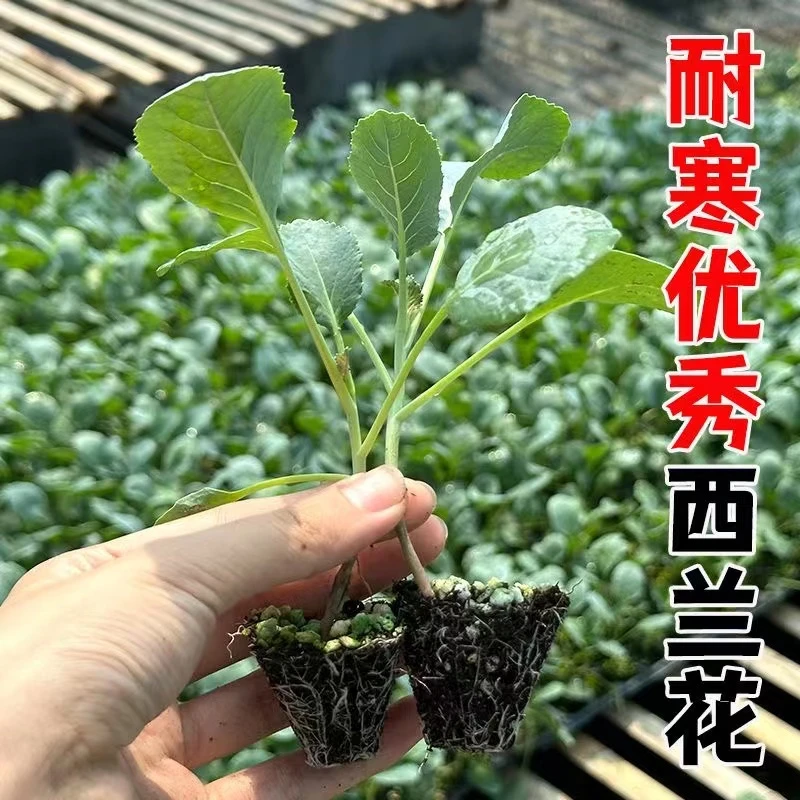 高产耐寒深绿色西兰花苗可阳台花盆庭院种植优质四季蔬菜苗抗病强