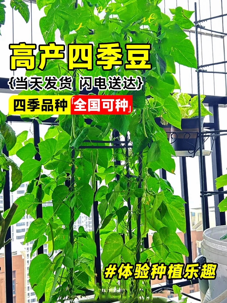 豆角苗四季豆摘不败长豆角扁豆角高产耐热豇豆扁豆秧苗带土发货