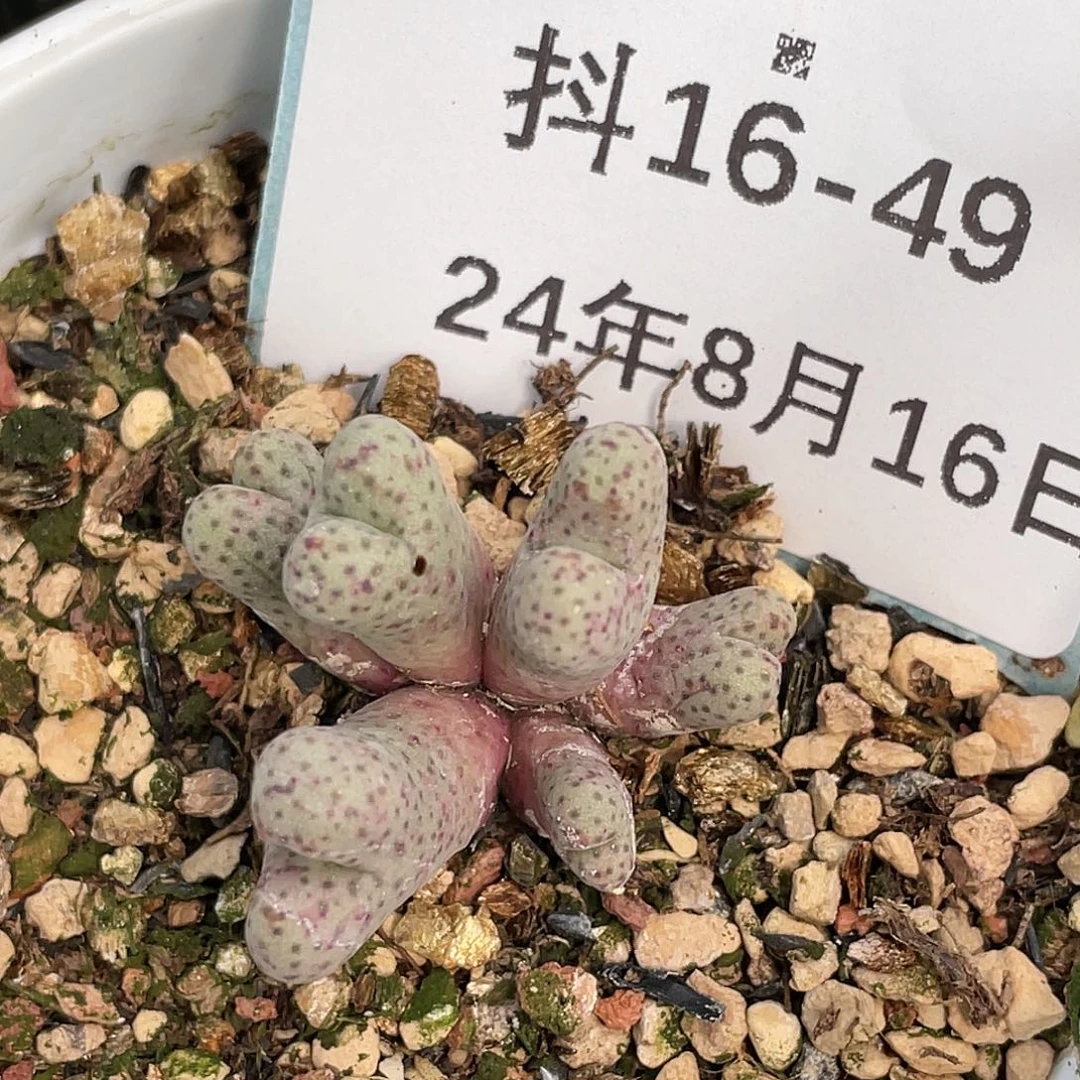 16-49斑马多肉植物