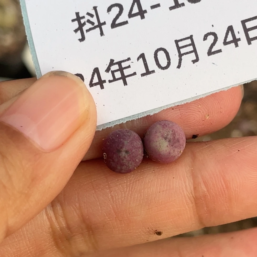 童****话24-131肉锥427小苗多肉植物