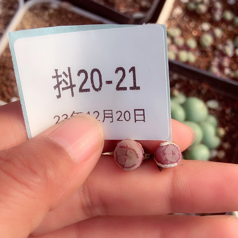 【闪购商品】?*?20-21晶