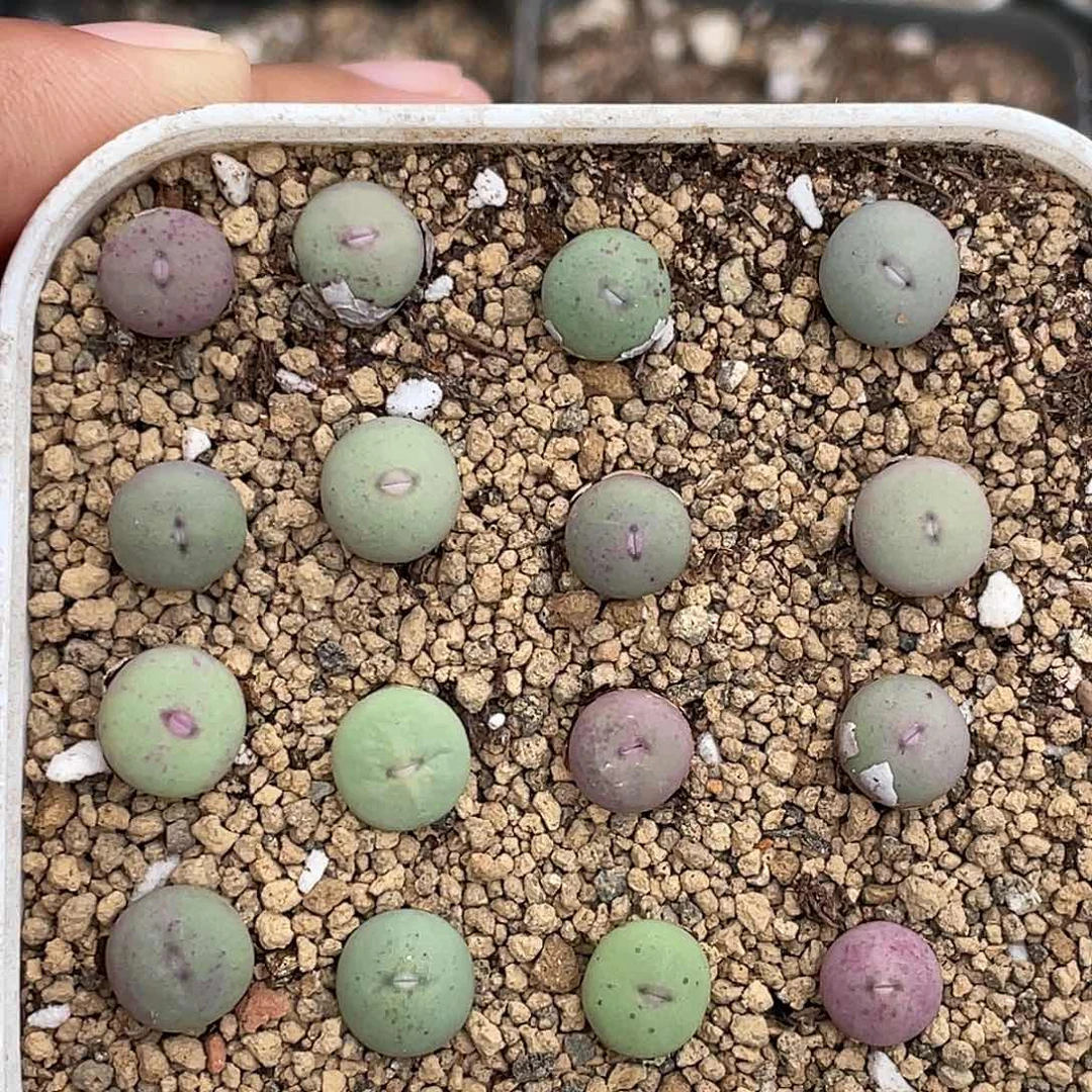 肉锥p嘴小苗一个量拍