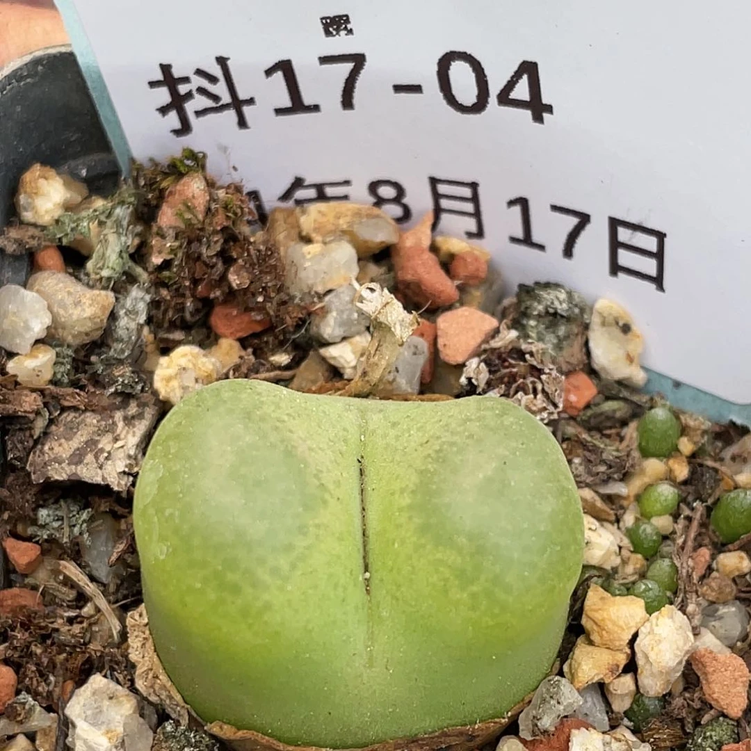 17-4毛毛多肉植物