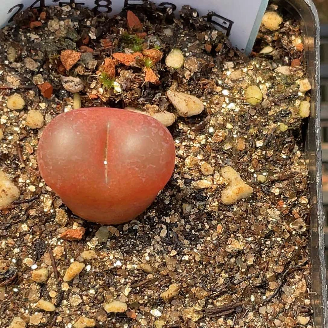 20-83吕毛多肉植物