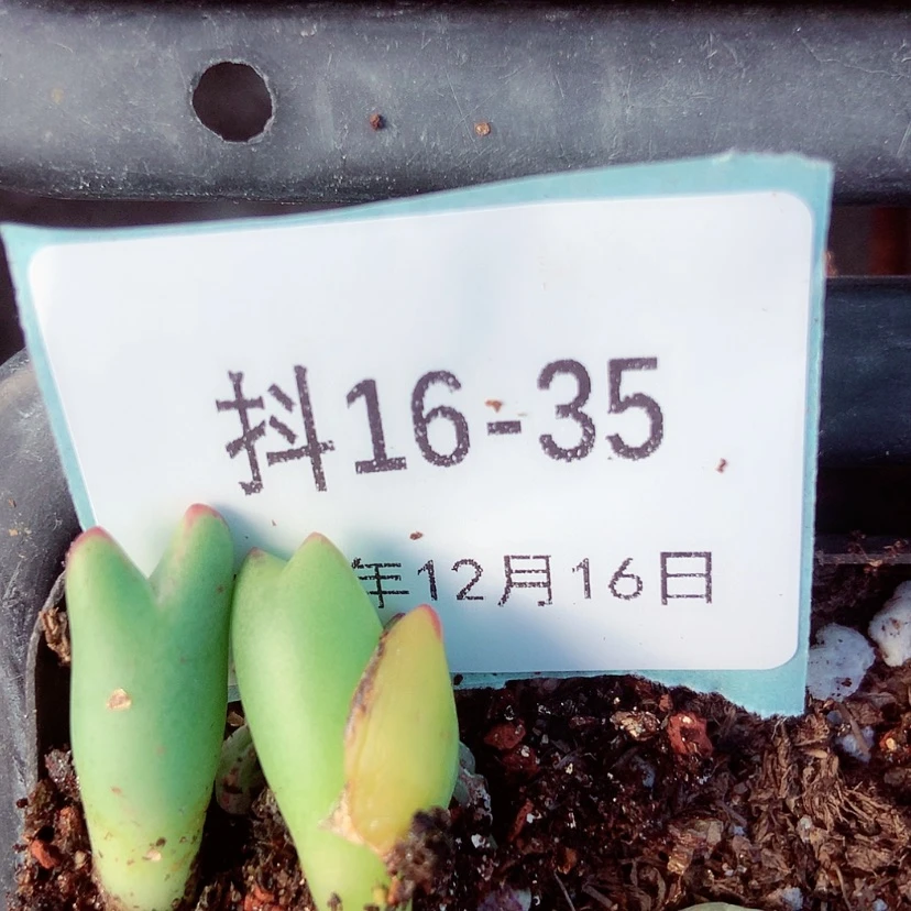 【闪购商品】鱿****?16-35