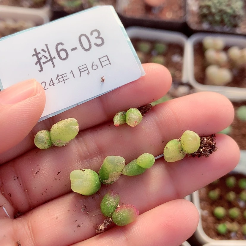 【闪购商品】呐6-3