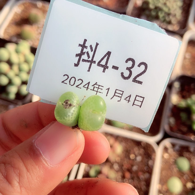 【闪购商品】半****粉4-32