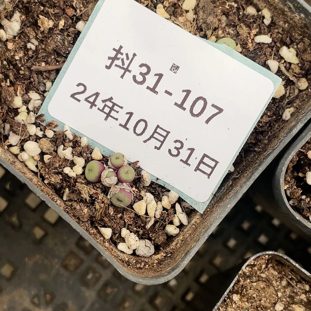 水*冻31-107肉锥多肉植物