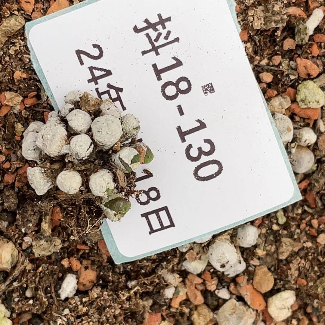 娜****堡18-130肉锥清晰园艺