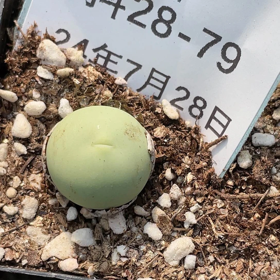 28-79鸽子蛋多肉植物