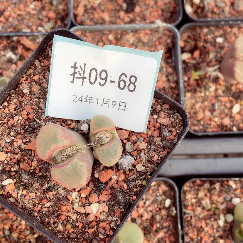 【闪购商品】呐9-68肉锥