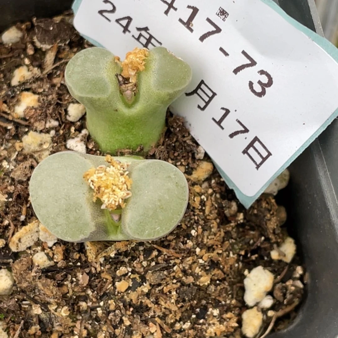 17-73磁铁多肉植物